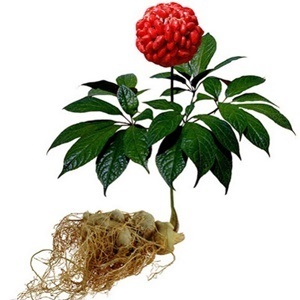 Ginseng στη σύνθεση